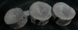 Three Associate Ichthyosaur Vertebrae - Germany #8217-4